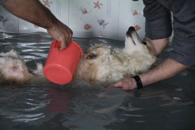Barınma merkezindeki köpekler kaplıca keyfi yaptı